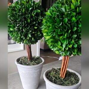 The Boxwood Topiary Set